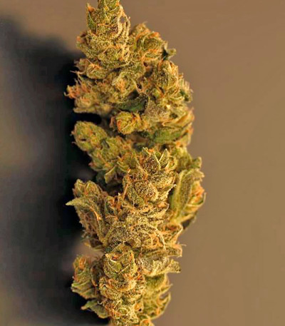 Triple Cheese fem (Barney's Farm) семена конопли