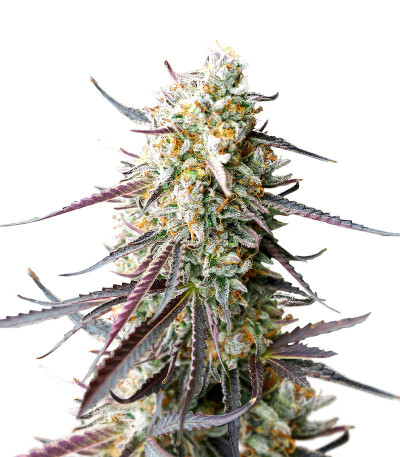 Ice Cream Cake Fast Flowering fem (Humboldt Seed Organization) семена конопли