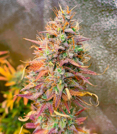 Mandarin Thuggee Auto fem (AlphaFem Seeds) семена конопли
