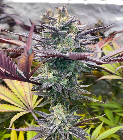 Ice Cream Cake Fast Flowering fem (Humboldt Seed Organization) семена конопли