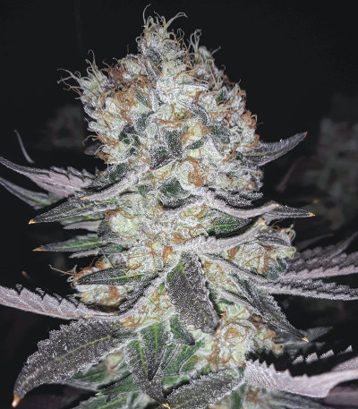 Gelato fem (Blimburn Seeds) семена конопли