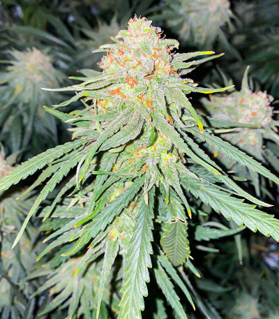 Monster Girl Scout Cookies (Monster Genetics) семена конопли