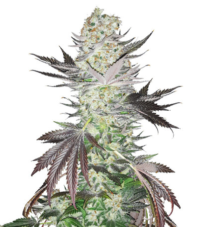 Gelato fem (Blimburn Seeds) семена конопли