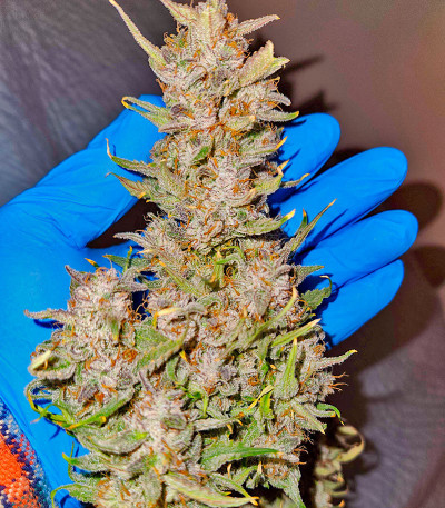 Mint Jelly Auto fem (Humboldt Seed Company) семена конопли