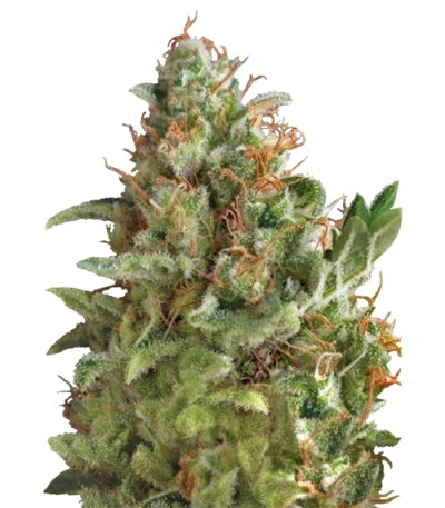 Auto American Pie fem (Pyramid Seeds) семена конопли