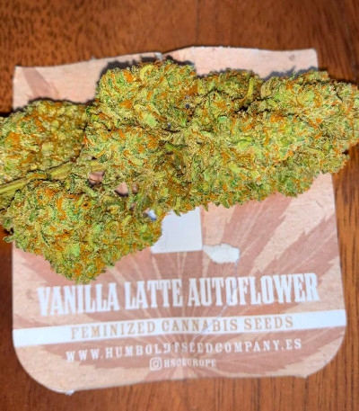 Vanilla Latte Auto fem (Humboldt Seed Company) семена конопли