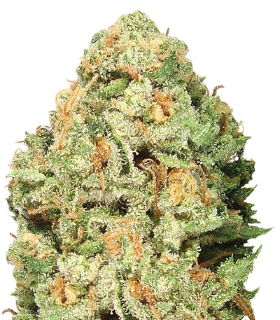 Fruit Punch fem семена конопли
