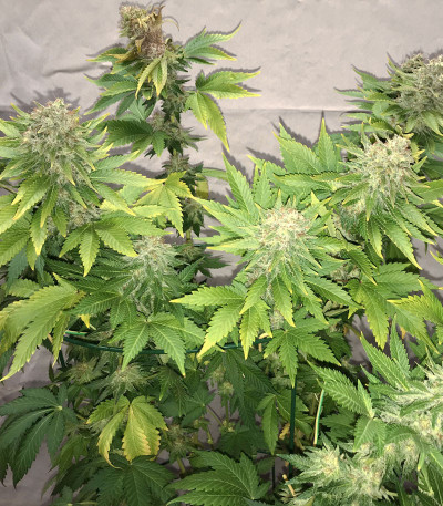 American Pie fem (Pyramid Seeds) семена конопли