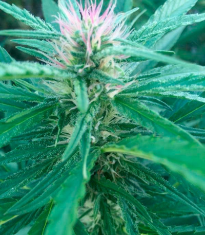 Sugar Candy fem (Delicious Seeds) семена конопли