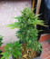Tangie'matic auto fem семена конопли