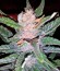 Семена каннабиса Super Bud
