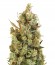 Blueberry Cheese fem (Barneys Farm) семена конопли