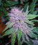 Blackberry Moonrocks fem (AlphaFem Seeds) семена конопли