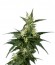 Neville's Haze fem (Green House Seeds)