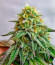 High Society fem (Compound Genetics) семена конопли
