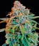 Liberty Haze fem (Barney's Farm) семена конопли