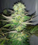 Gelato fem (Blimburn Seeds) семена конопли