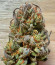 Vanilla Latte Auto fem (Humboldt Seed Company) семена конопли