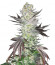 Gelato fem (Blimburn Seeds) семена конопли