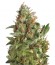 Auto American Pie fem (Pyramid Seeds) семена конопли