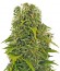 High Density Auto fem семена конопли