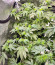 Ice Cream Cake Fast Flowering fem (Humboldt Seed Organization) семена конопли