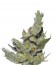 Sterling Haze fem (Nirvana Seeds) семена конопли