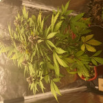 lsd-25-auto-fem-fastbuds.jpg