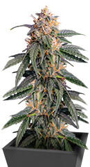 Ghost Chem OG Autoflower fem (Seedkeepers) семена конопли