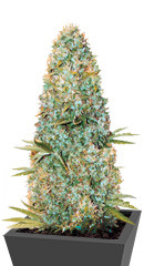 Amnesia Haze fem (Victory Seeds) семена конопли