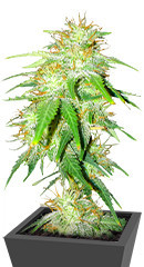 Gelato Glue Autoflower fem (Easy Grow Seeds) семена конопли