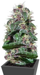 Ayahuasca Purple fem семена конопли