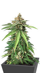 Delicious Cookies fem (Delicious Seeds) семена конопли