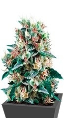 Royal Creamatic Auto fem (Royal Queen Seeds) семена конопли
