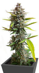 Strawberry Gorilla Auto RF3 fem (FastBuds) семена конопли