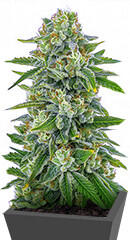 The White Fire OG fem (Seedkeepers) семена конопли