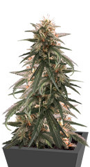 Strawberry Amnesia fem (Herbies Seeds) семена конопли
