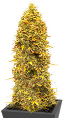 Orange Buddy Auto fem (Herbies Seeds) семена конопли