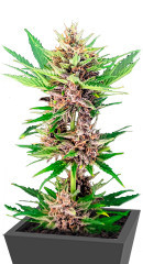Amnesia Zkittlez Auto fem (FastBuds) семена конопли