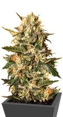 Mother Gorilla (Royal Madre) fem (Royal Queen Seeds) семена конопли
