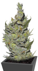 Sterling Haze fem (Nirvana Seeds) семена конопли