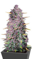 Purple Punch Auto fem (FastBuds) семена конопли