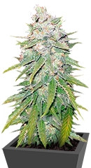 Mazar X Great White Shark fem (World of Seeds) семена конопли