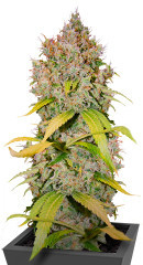 Super Lemon Haze x GMO fem от Green House Seeds семена конопли