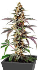 Purple Punch F1 fem (Seedkeepers) семена конопли