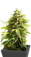 Monster Girl Scout Cookies (Monster Genetics) семена конопли