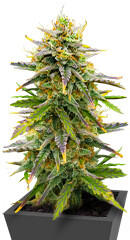 Sour Diesel Autoflower fem (Seedkeepers) семена конопли