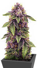 Sticky Sherbert GG fem (Seedkeepers) семена конопли