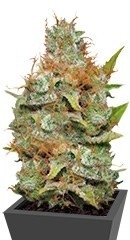 Kali Dog fem (Royal Queen Seeds) семена конопли