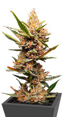 Tropicana Cookies FF fem (FastBuds) семена конопли